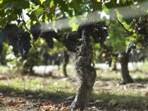 Как проходит обрезка винограда