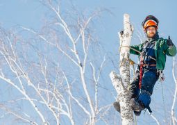 Удаление деревьев альпинистами